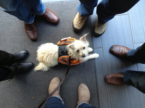 Photo taken from above, a small white dog wearing an orange service dog vest lays in the middle of a circle of people whose feet and legs are all we can see.